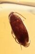 Fossil False Flower Beetle (Scraptiidae) in Baltic Amber #270657-1